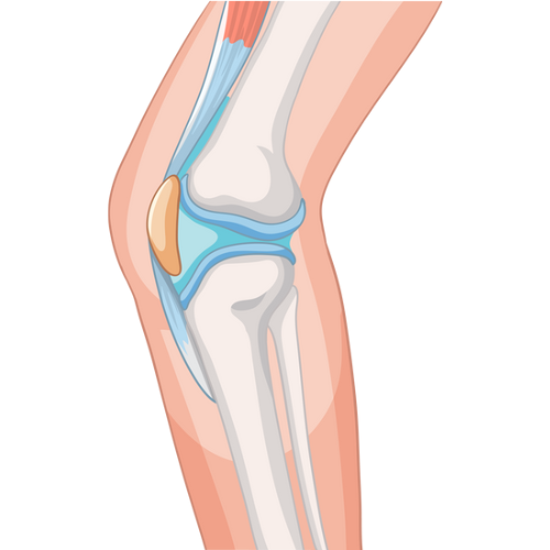 Tendon and Ligament Repair
