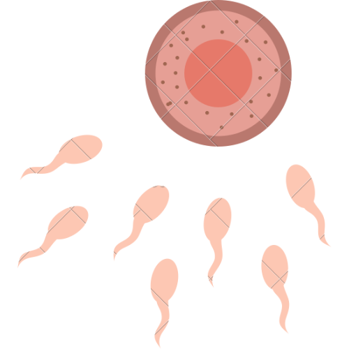 IVF Procedure
